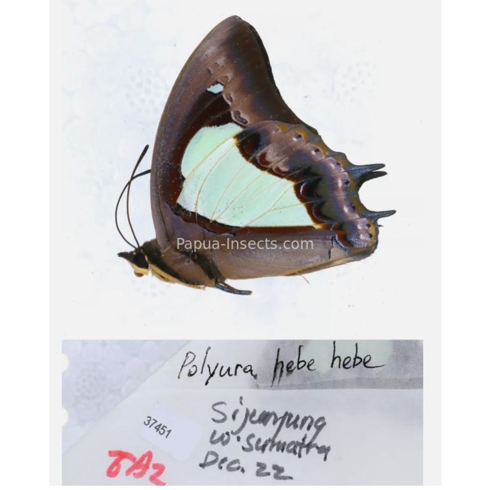 Different sp. of Polyura - Nymphalidae from different islads of Indonesia