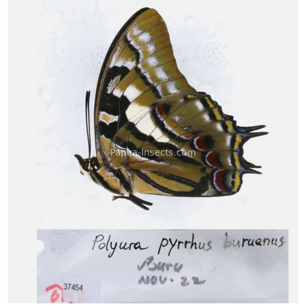 Different sp. of Polyura - Nymphalidae from different islads of Indonesia