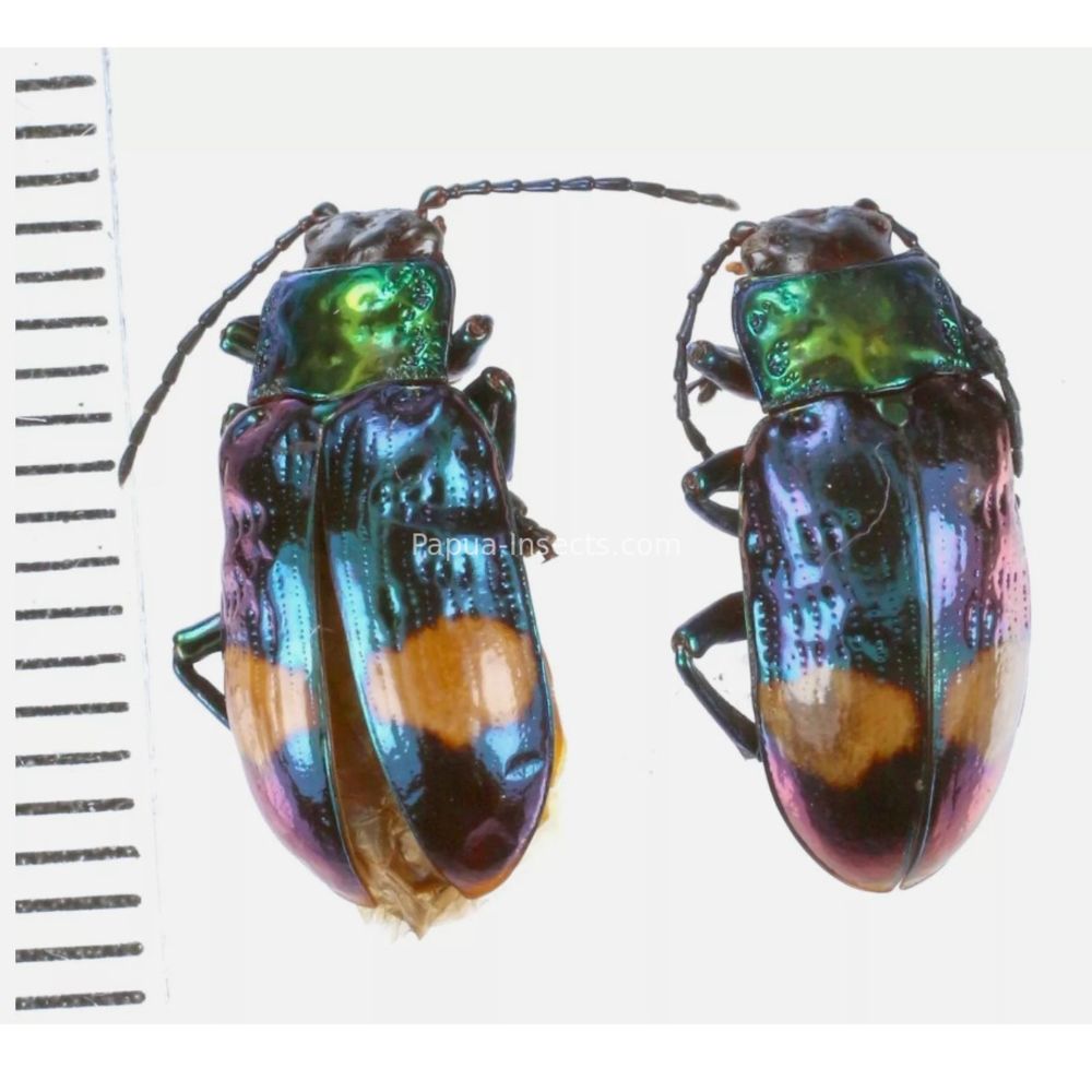 Promechus sp. - Chrysomelidae from Lae province, Papua New Guinea PNG