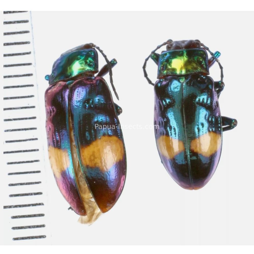 Promechus sp. - Chrysomelidae from Lae province, Papua New Guinea PNG