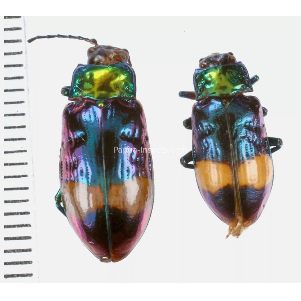 Promechus sp. - Chrysomelidae from Lae province, Papua New Guinea PNG