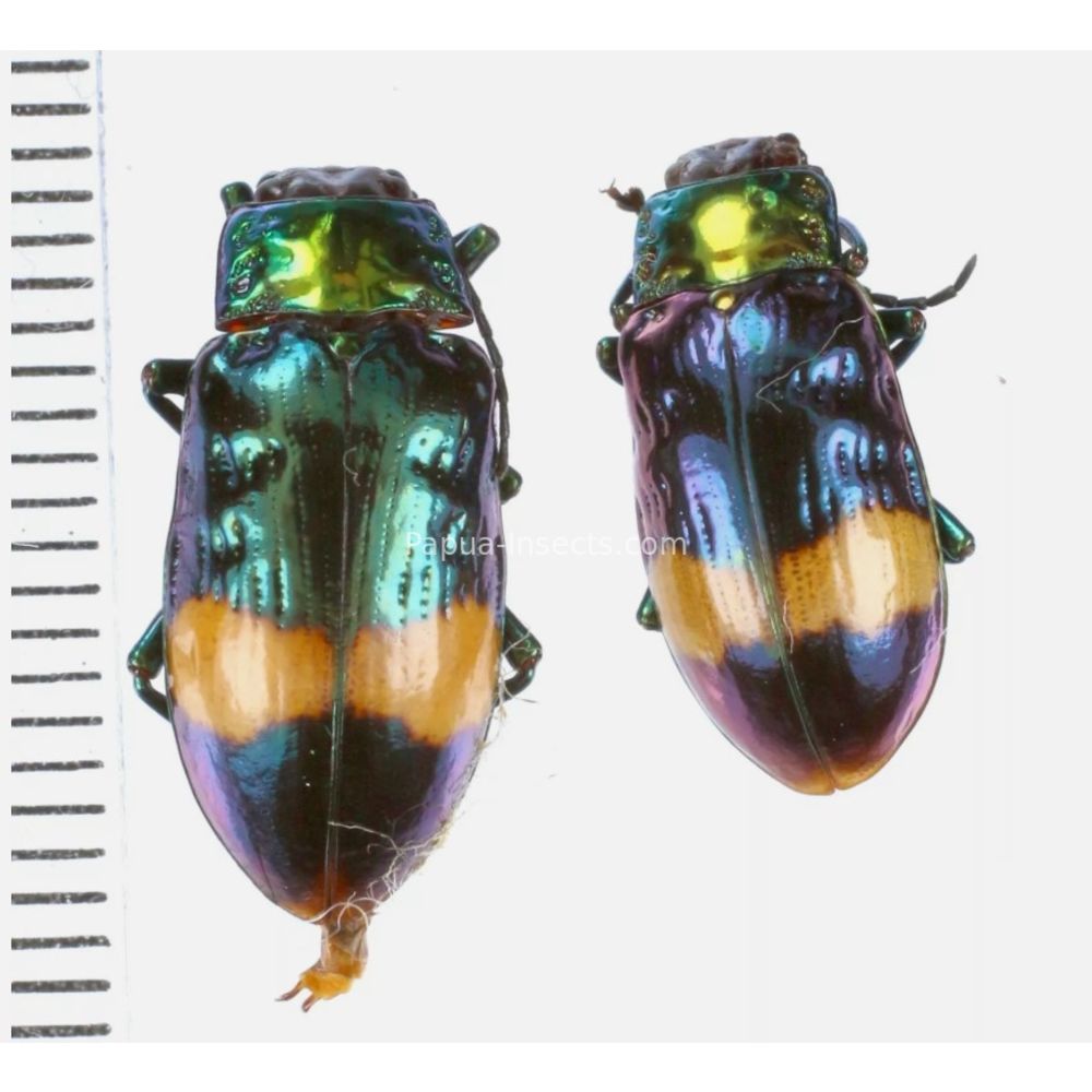 Promechus sp. - Chrysomelidae from Lae province, Papua New Guinea PNG