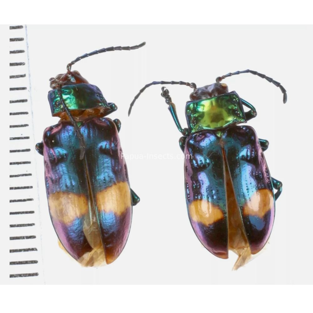 Promechus sp. - Chrysomelidae from Lae province, Papua New Guinea PNG