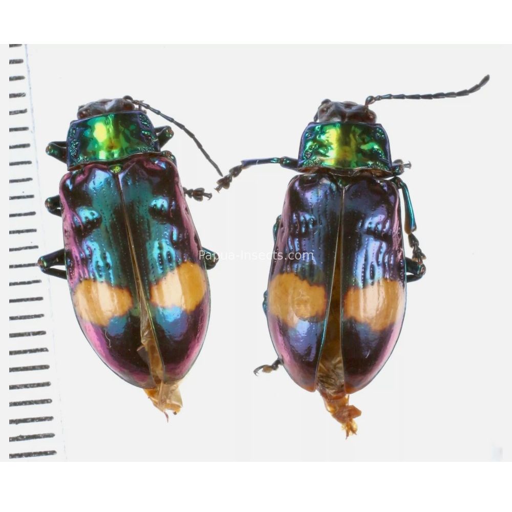 Promechus sp. - Chrysomelidae from Lae province, Papua New Guinea PNG