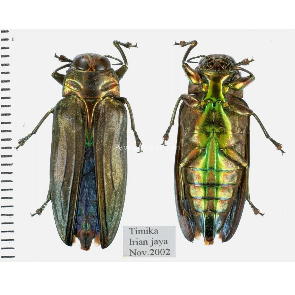 MIX sp. - Buprestidae from Papua New Guinea, West Papua, PNG