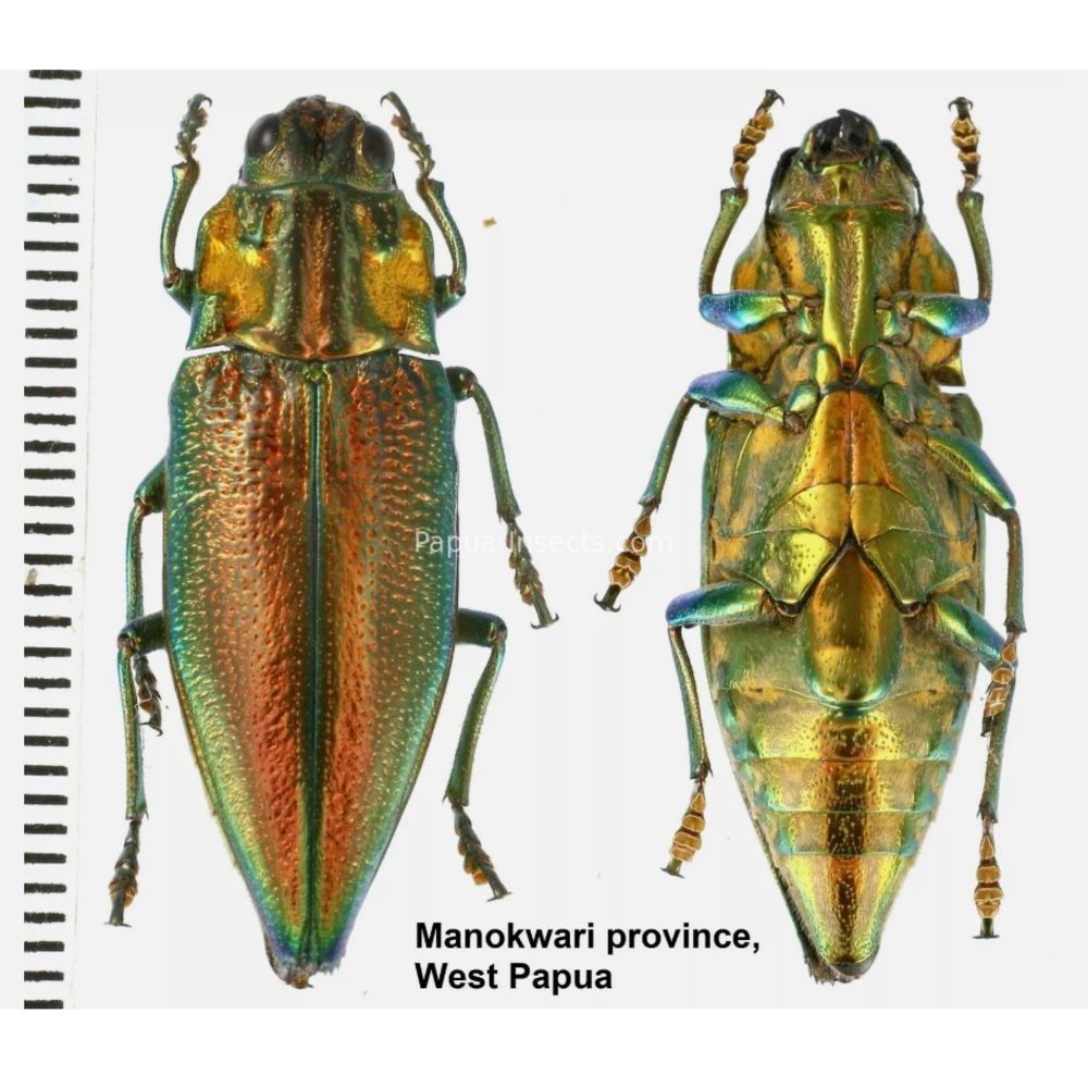 MIX sp. - Buprestidae from Papua New Guinea, West Papua, PNG