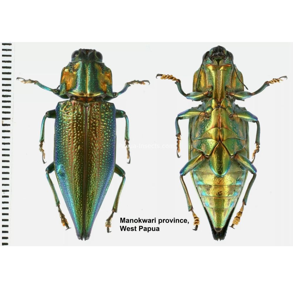 MIX sp. - Buprestidae from Papua New Guinea, West Papua, PNG