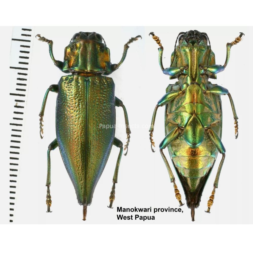 MIX sp. - Buprestidae from Papua New Guinea, West Papua, PNG