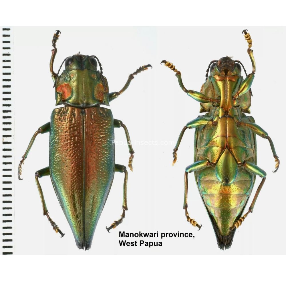 MIX sp. - Buprestidae from Papua New Guinea, West Papua, PNG