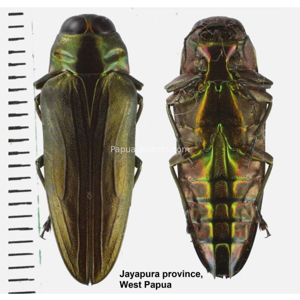 MIX sp. - Buprestidae from Papua New Guinea, West Papua, PNG