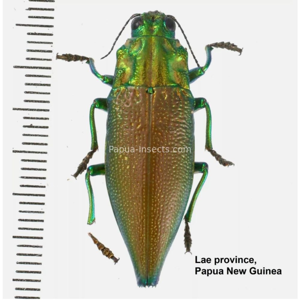 MIX sp. - Buprestidae from Papua New Guinea, West Papua, PNG