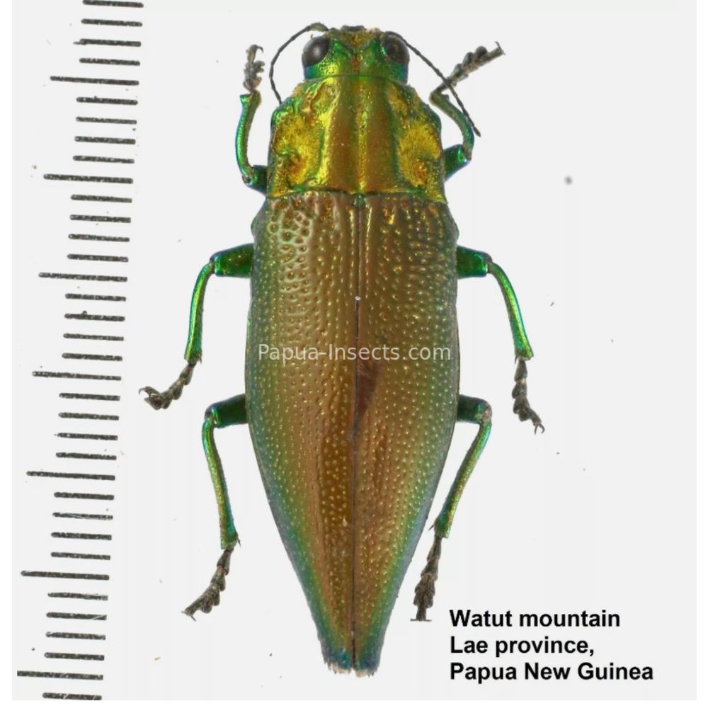 MIX sp. - Buprestidae from Papua New Guinea, West Papua, PNG