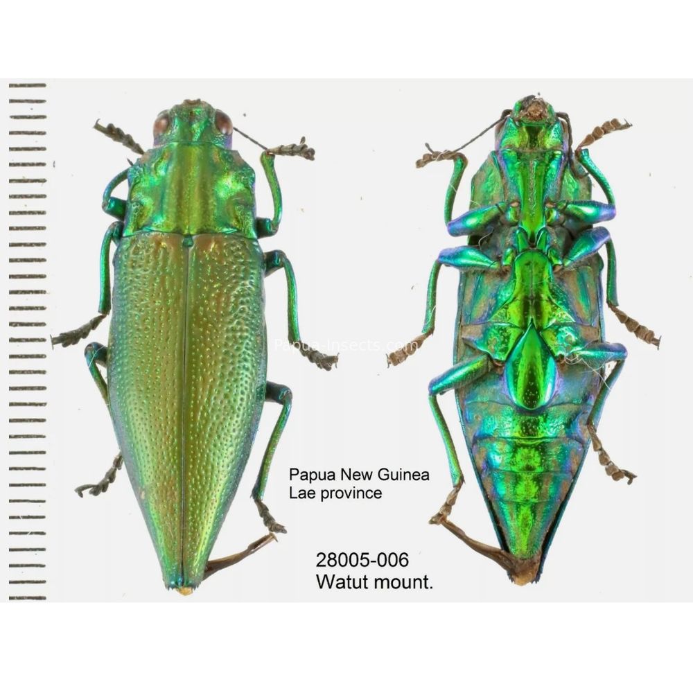 MIX sp. - Buprestidae from Papua New Guinea, West Papua, PNG