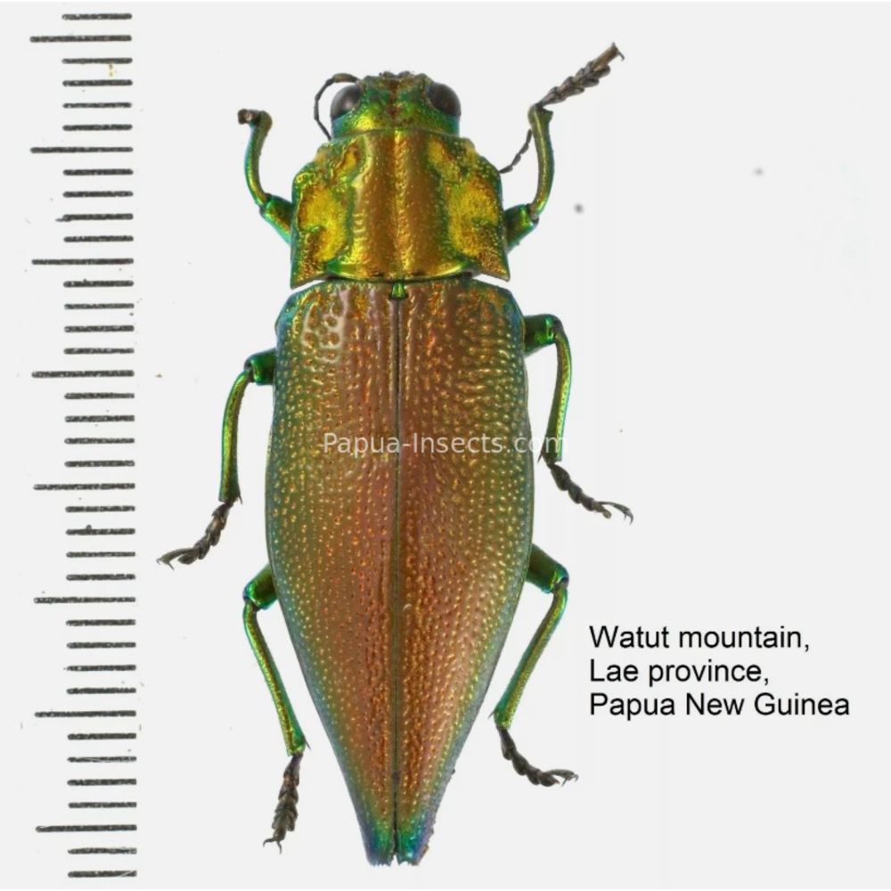 MIX sp. - Buprestidae from Papua New Guinea, West Papua, PNG