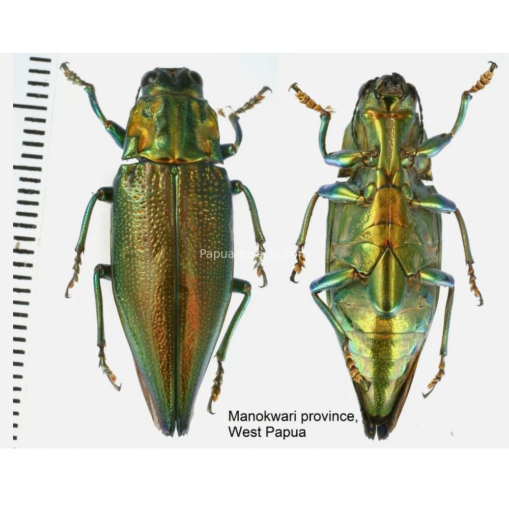 MIX sp. - Buprestidae from Papua New Guinea, West Papua, PNG