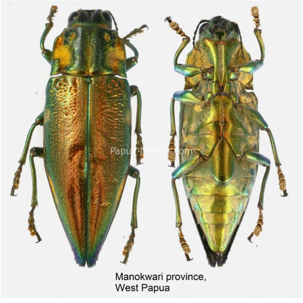 MIX sp. - Buprestidae from Papua New Guinea, West Papua, PNG