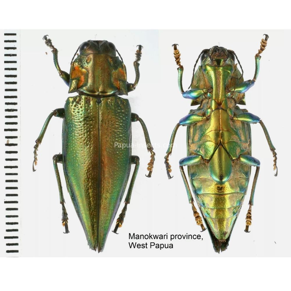 MIX sp. - Buprestidae from Papua New Guinea, West Papua, PNG