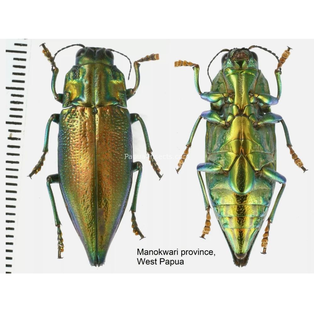 MIX sp. - Buprestidae from Papua New Guinea, West Papua, PNG