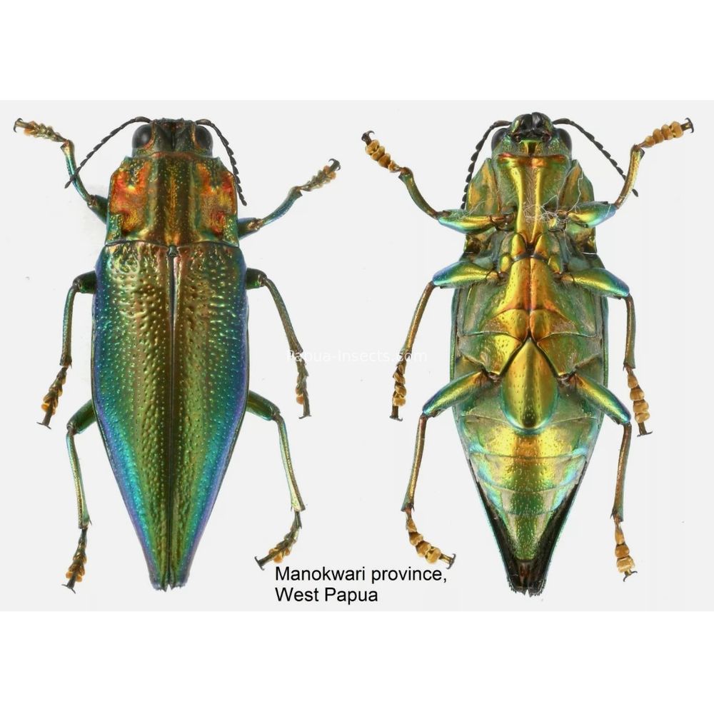 MIX sp. - Buprestidae from Papua New Guinea, West Papua, PNG