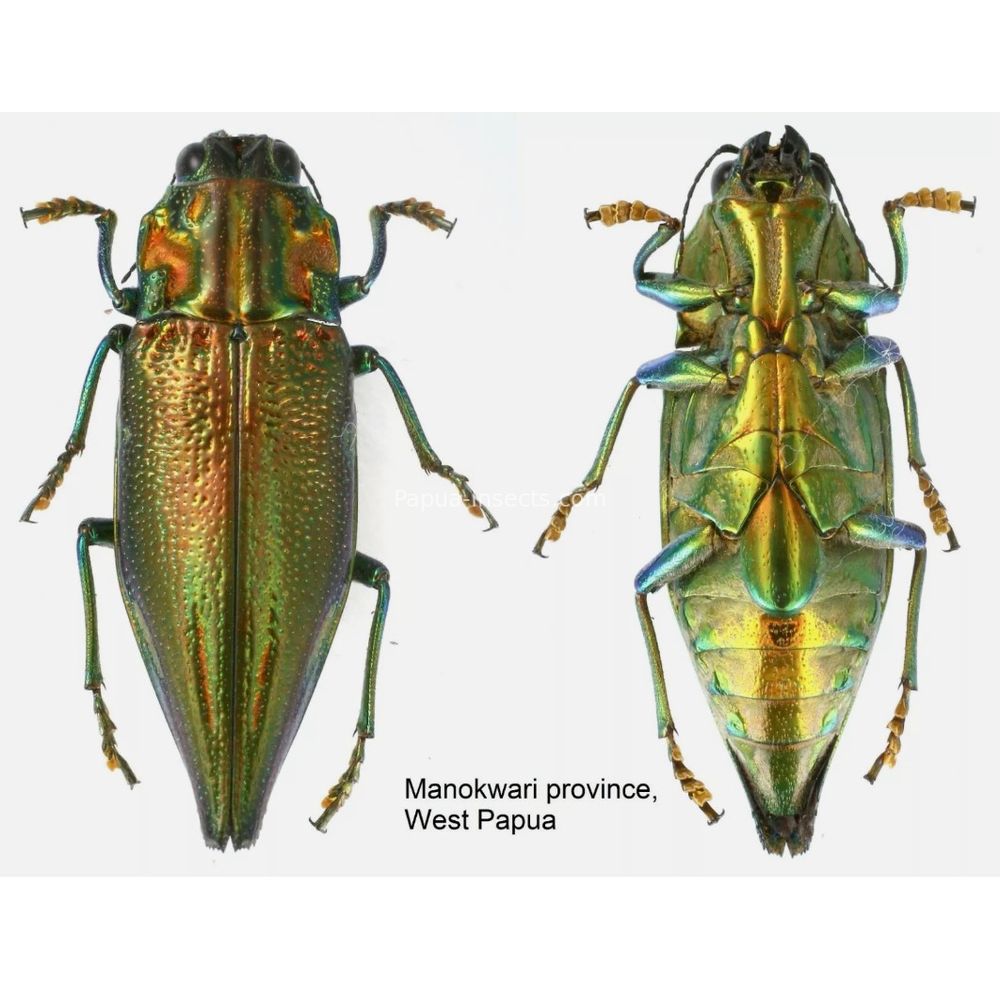 MIX sp. - Buprestidae from Papua New Guinea, West Papua, PNG