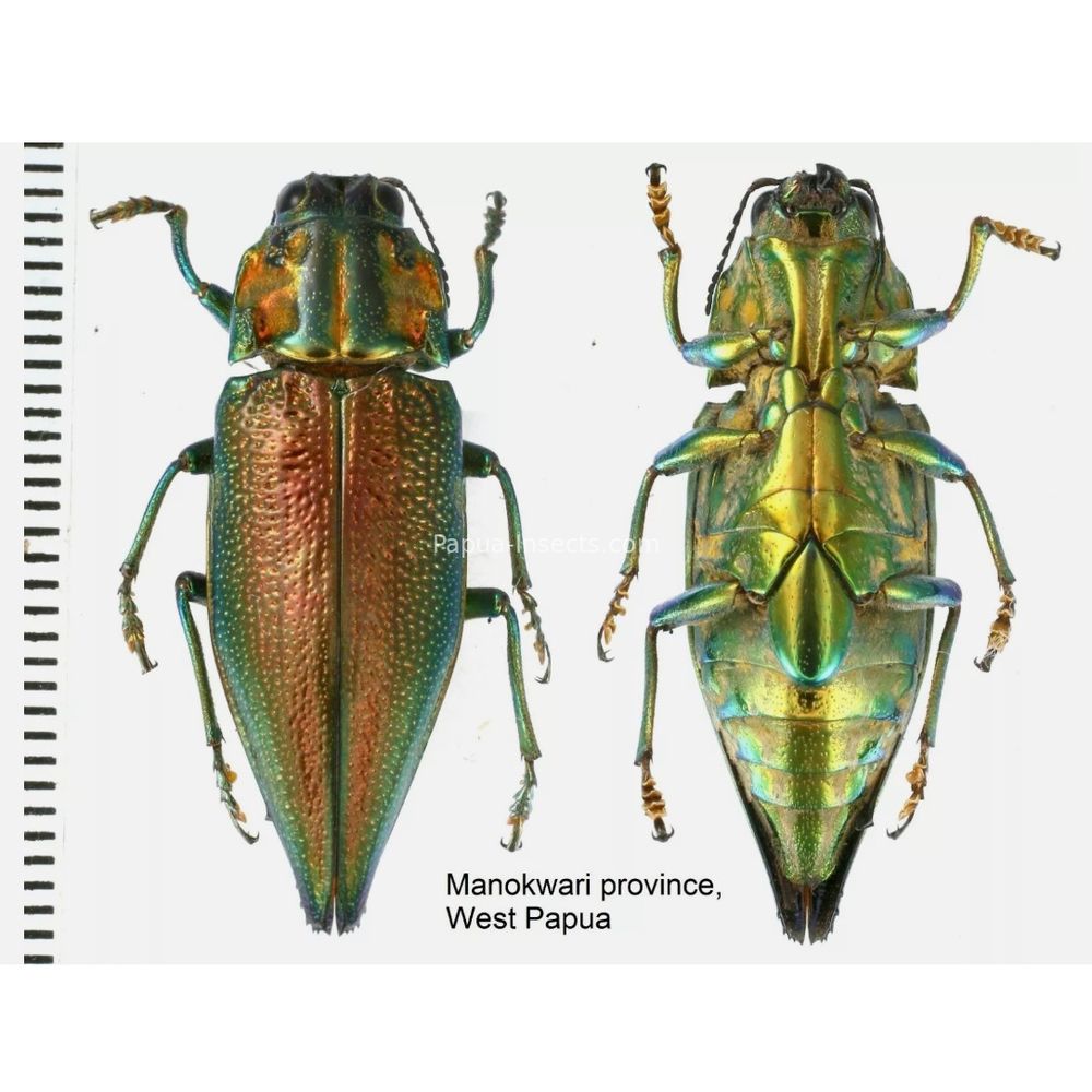 MIX sp. - Buprestidae from Papua New Guinea, West Papua, PNG