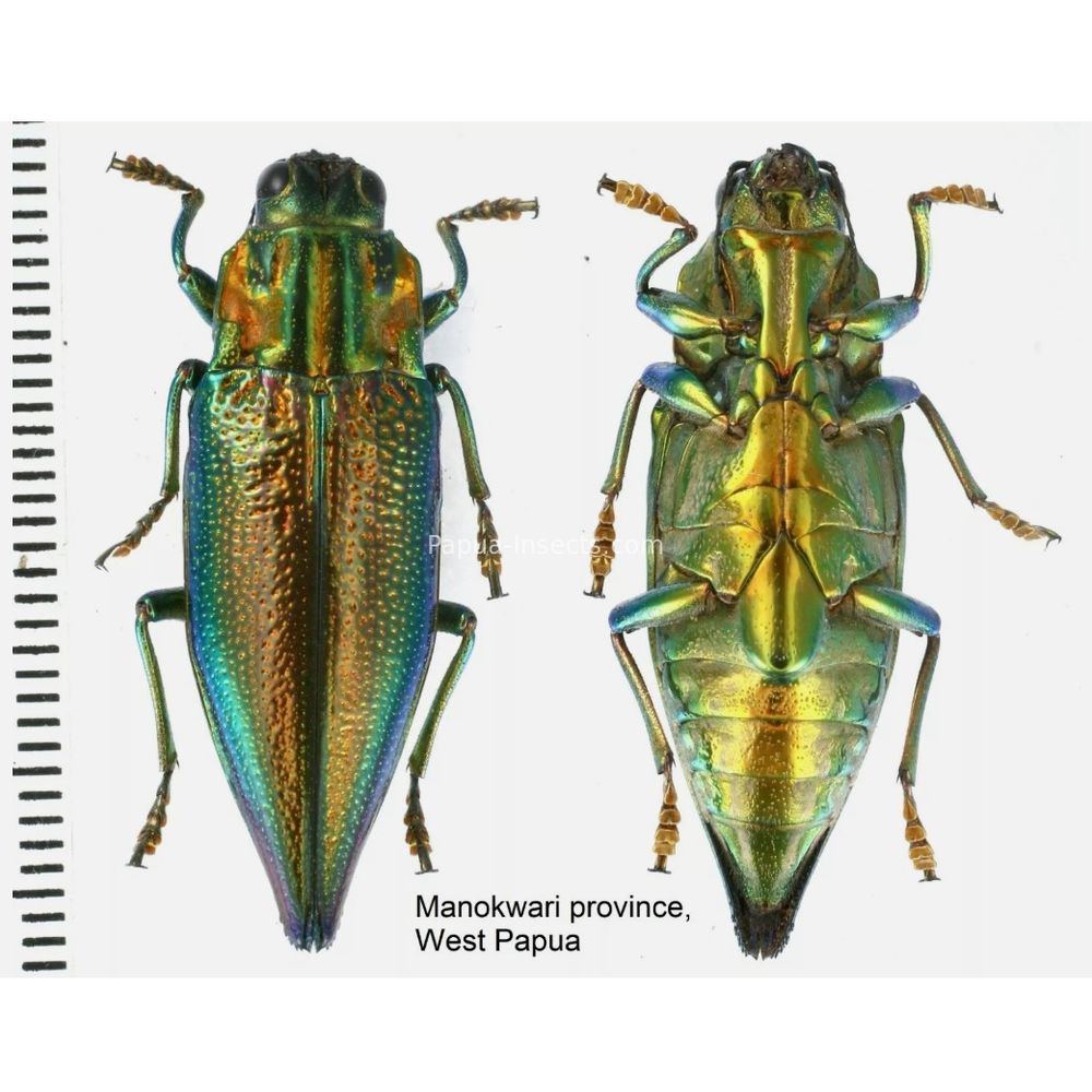 MIX sp. - Buprestidae from Papua New Guinea, West Papua, PNG