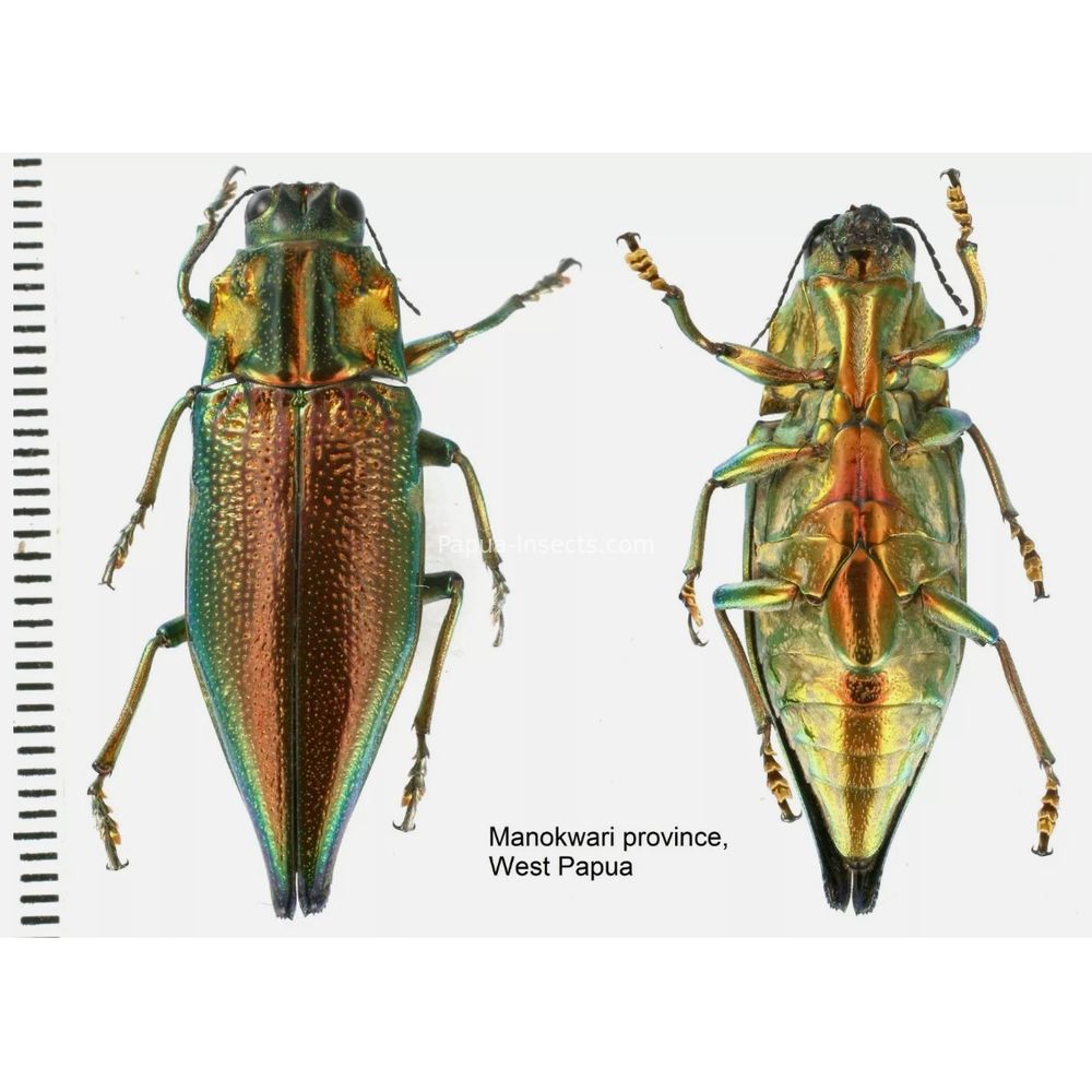 MIX sp. - Buprestidae from Papua New Guinea, West Papua, PNG