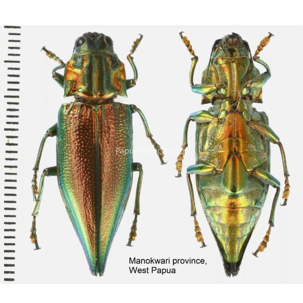 MIX sp. - Buprestidae from Papua New Guinea, West Papua, PNG