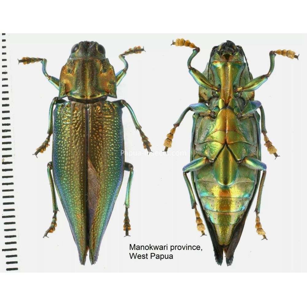 MIX sp. - Buprestidae from Papua New Guinea, West Papua, PNG