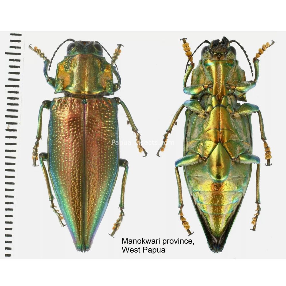 MIX sp. - Buprestidae from Papua New Guinea, West Papua, PNG