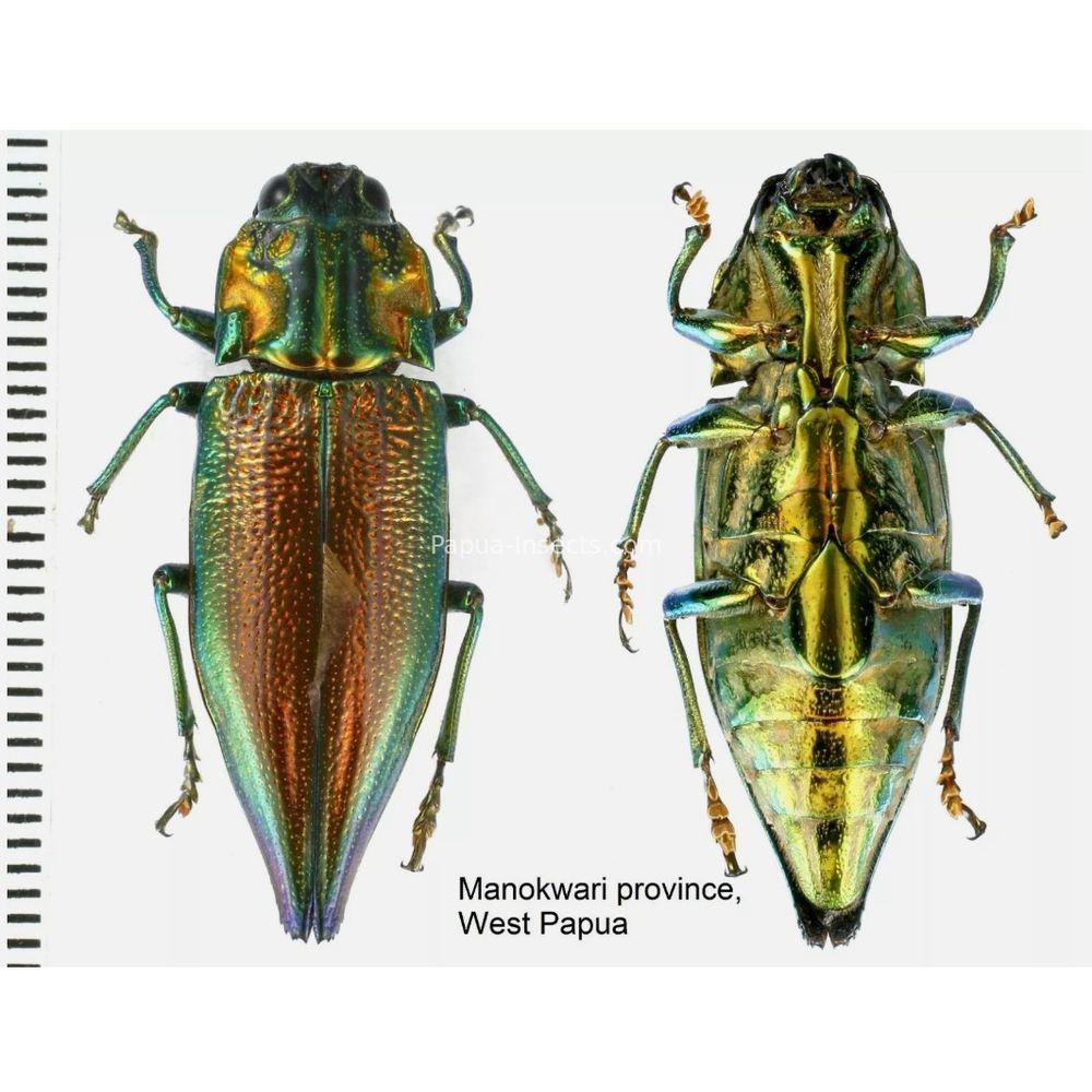 MIX sp. - Buprestidae from Papua New Guinea, West Papua, PNG