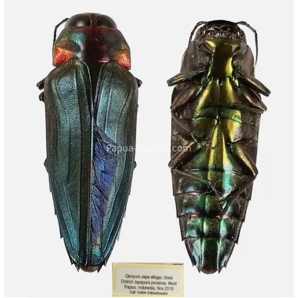 MIX sp. - Buprestidae from Papua New Guinea, West Papua, PNG