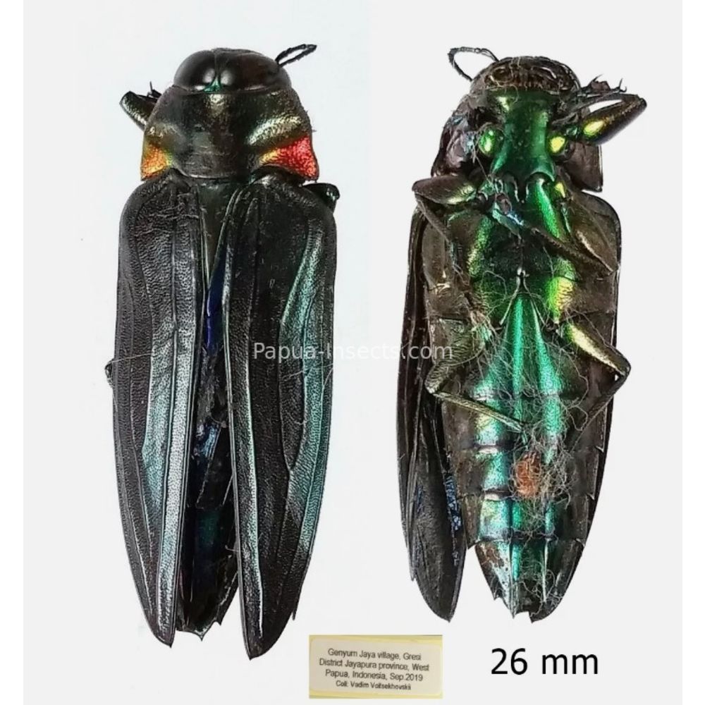 MIX sp. - Buprestidae from Papua New Guinea, West Papua, PNG