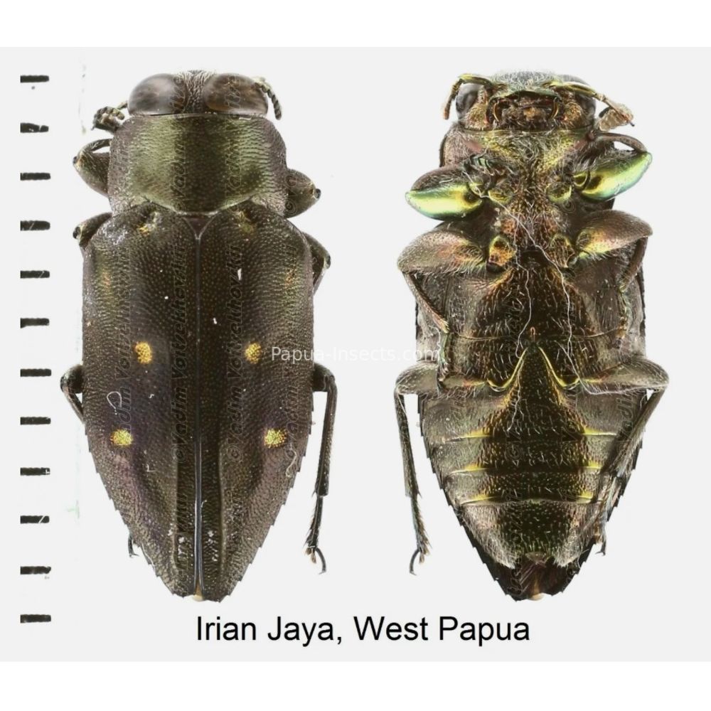 MIX sp. - Buprestidae from Papua New Guinea, West Papua, PNG