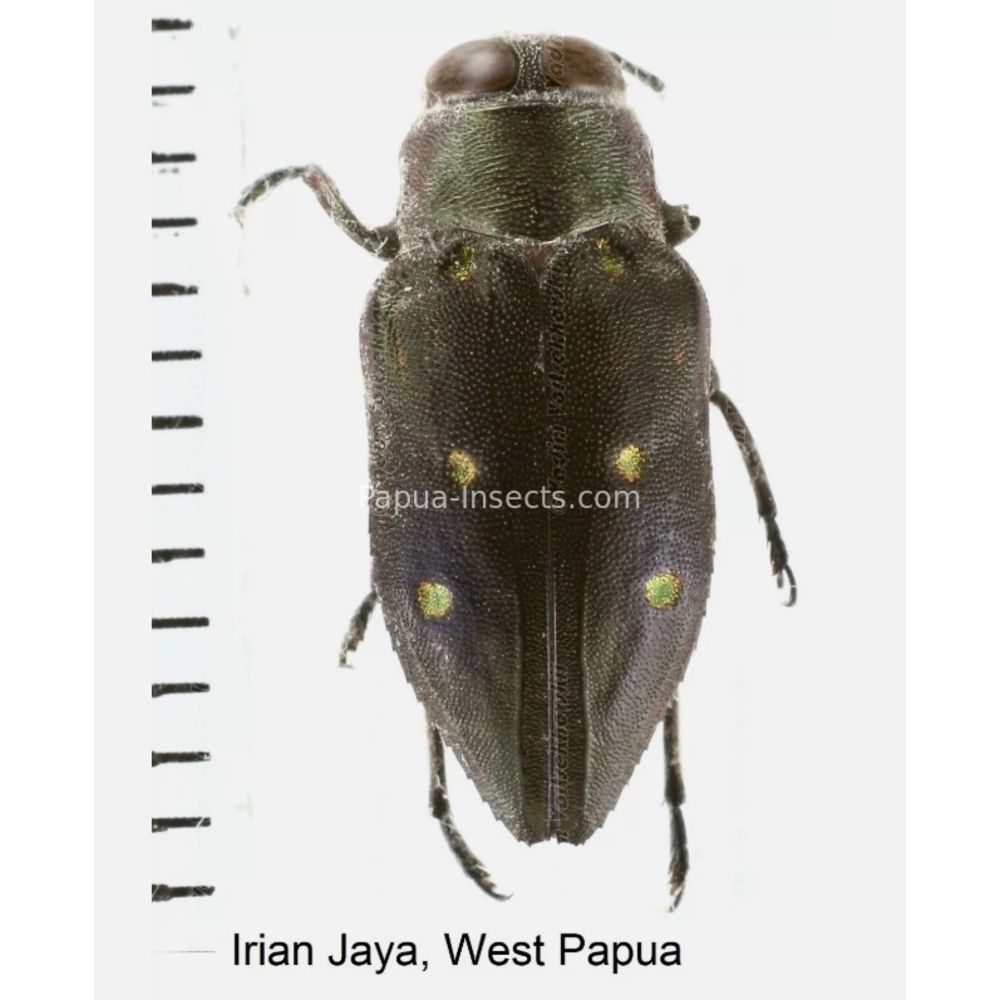 MIX sp. - Buprestidae from Papua New Guinea, West Papua, PNG