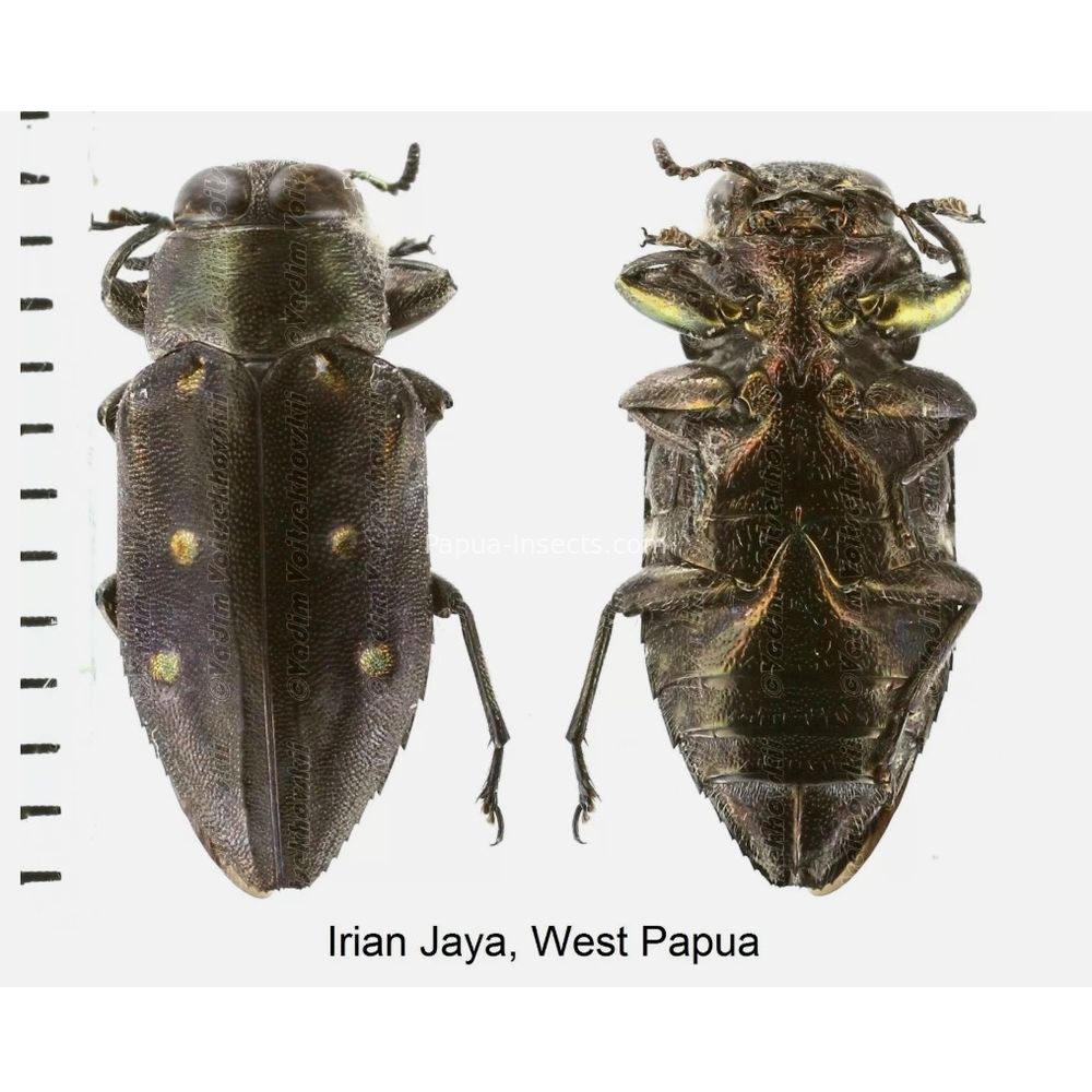 MIX sp. - Buprestidae from Papua New Guinea, West Papua, PNG