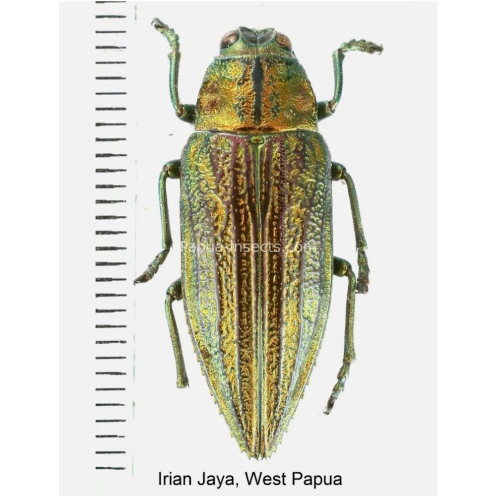 MIX sp. - Buprestidae from Papua New Guinea, West Papua, PNG