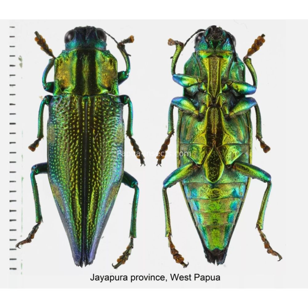 MIX sp. - Buprestidae from Papua New Guinea, West Papua, PNG