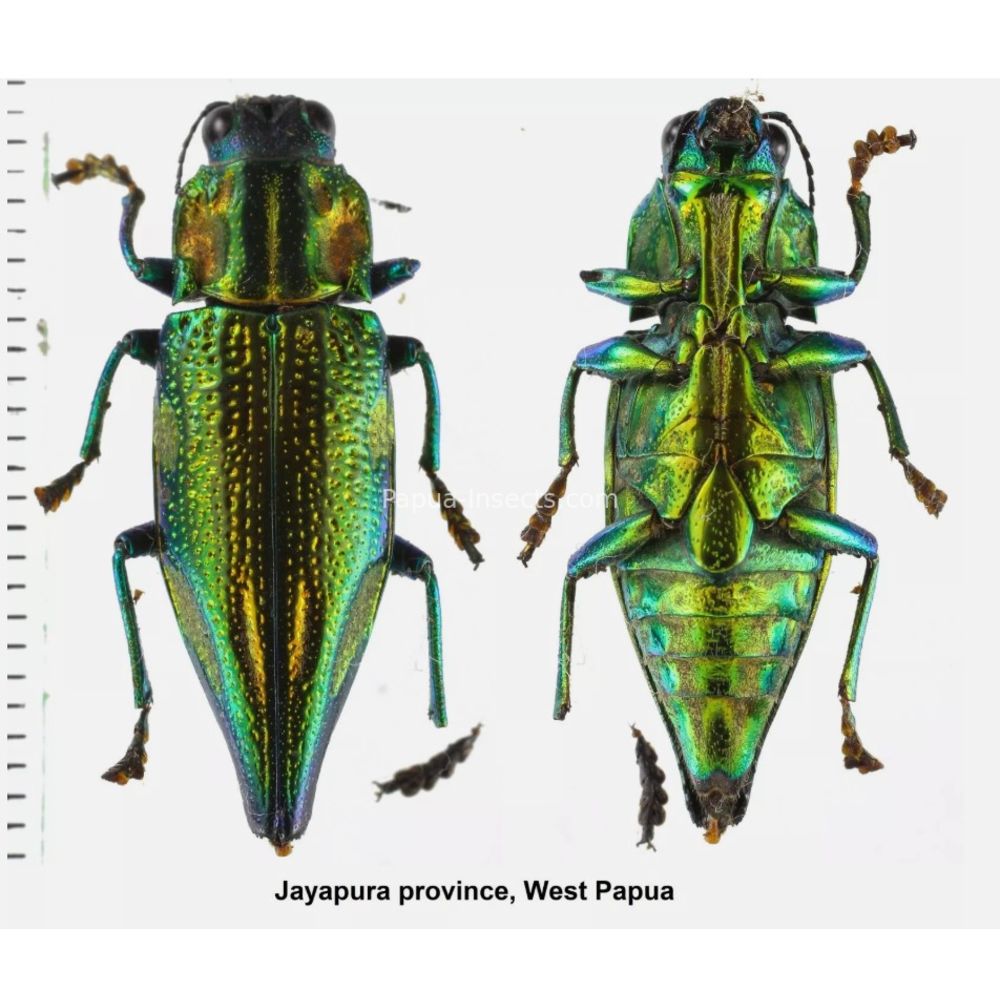 MIX sp. - Buprestidae from Papua New Guinea, West Papua, PNG