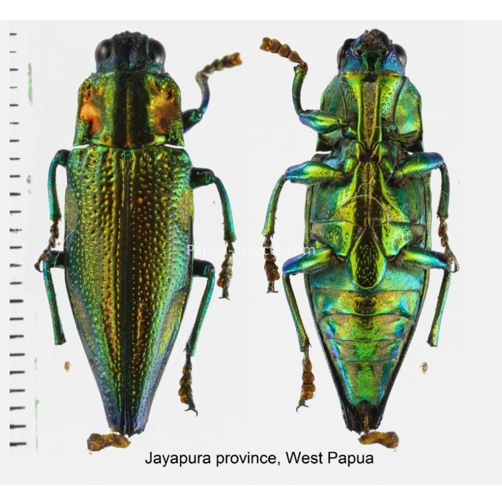 MIX sp. - Buprestidae from Papua New Guinea, West Papua, PNG