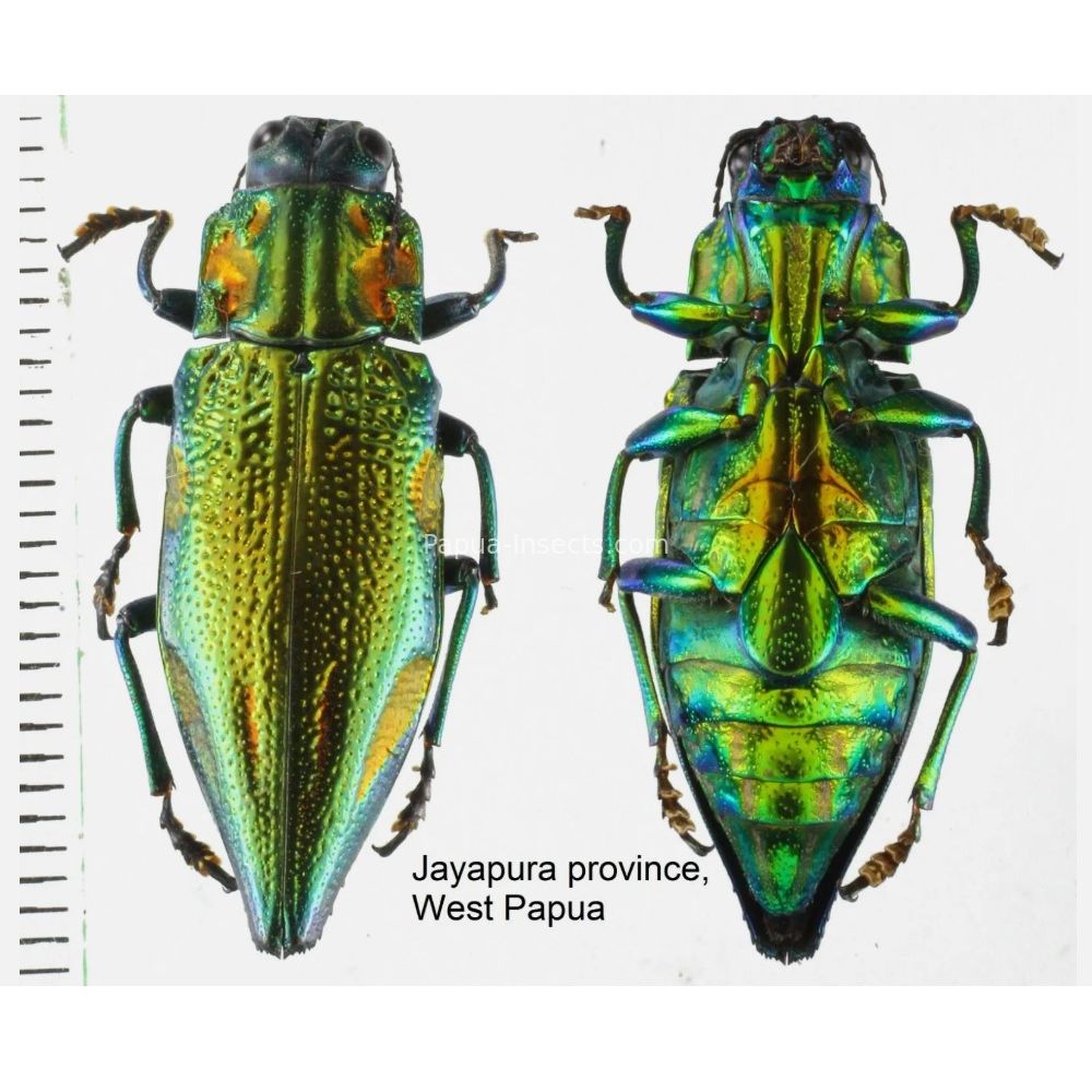 MIX sp. - Buprestidae from Papua New Guinea, West Papua, PNG