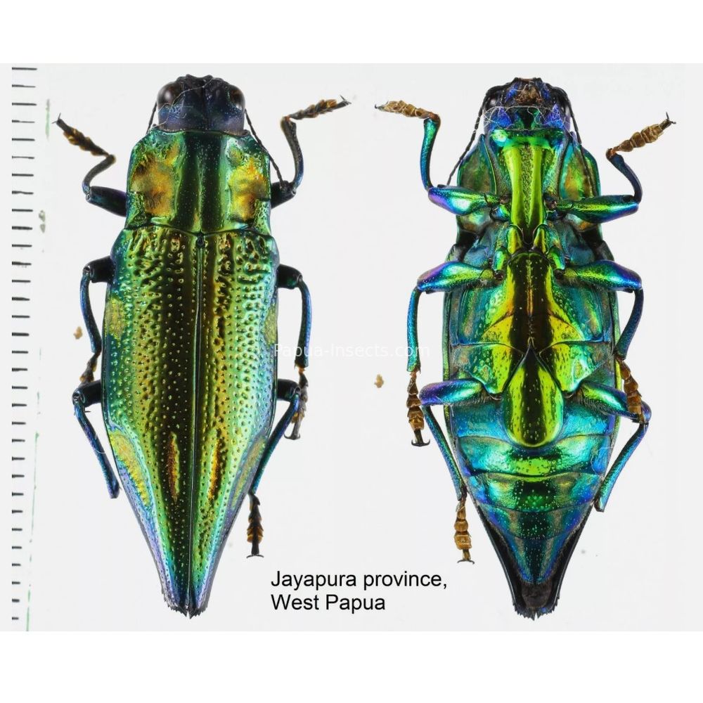 MIX sp. - Buprestidae from Papua New Guinea, West Papua, PNG