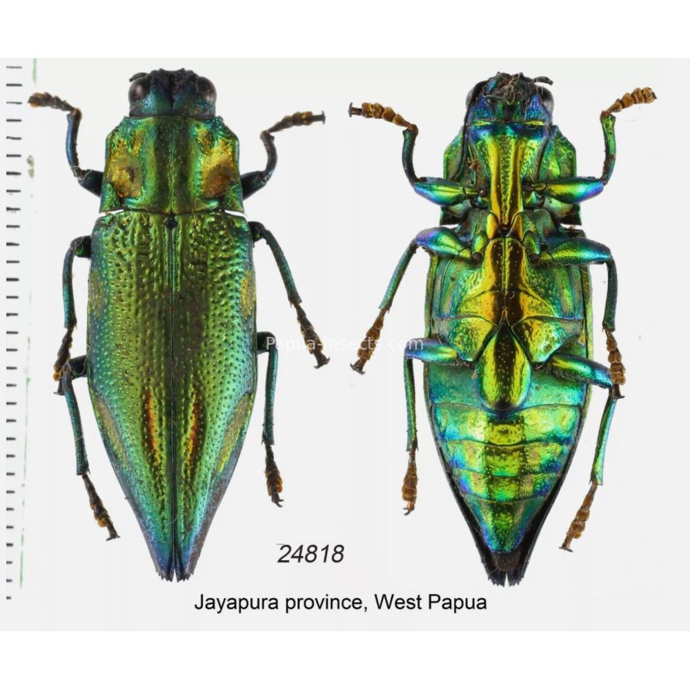 MIX sp. - Buprestidae from Papua New Guinea, West Papua, PNG