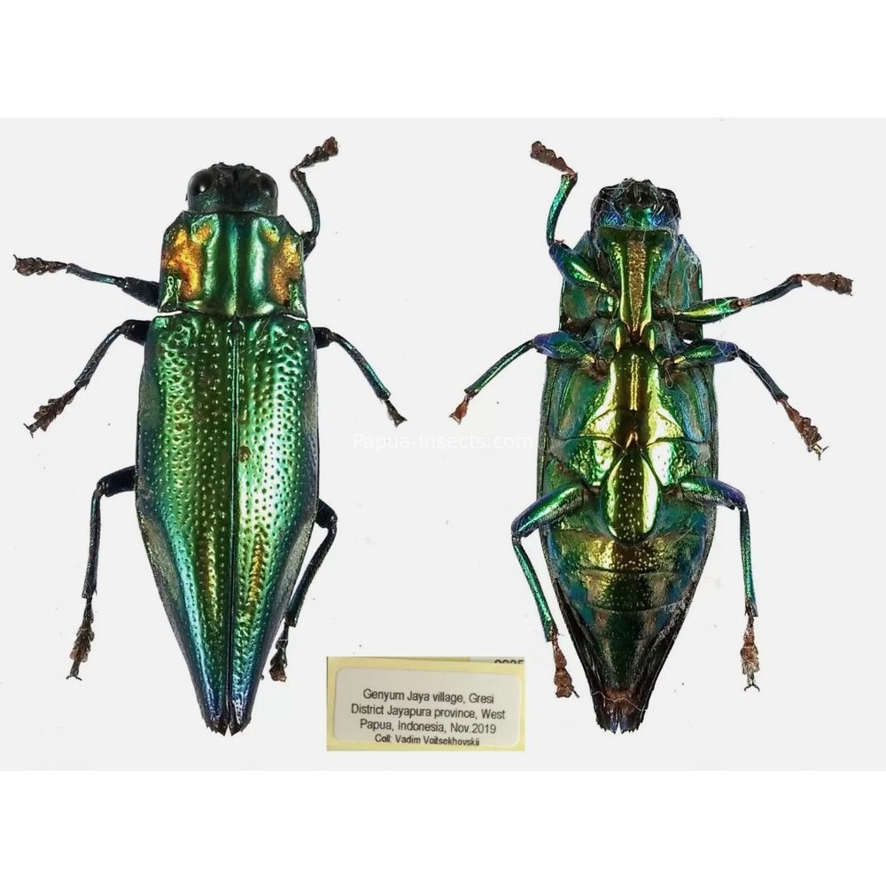 MIX sp. - Buprestidae from Papua New Guinea, West Papua, PNG