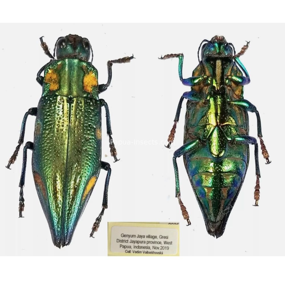 MIX sp. - Buprestidae from Papua New Guinea, West Papua, PNG