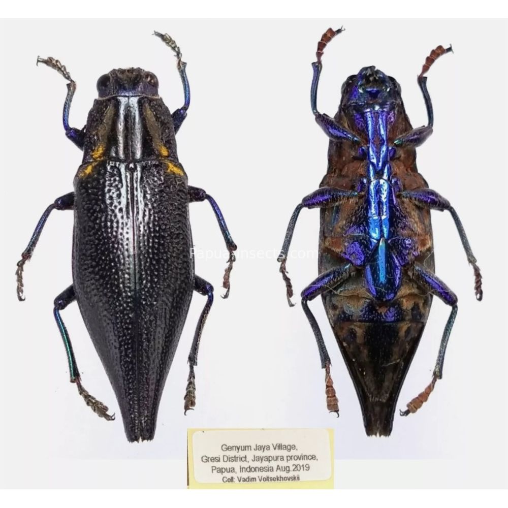 MIX sp. - Buprestidae from Papua New Guinea, West Papua, PNG