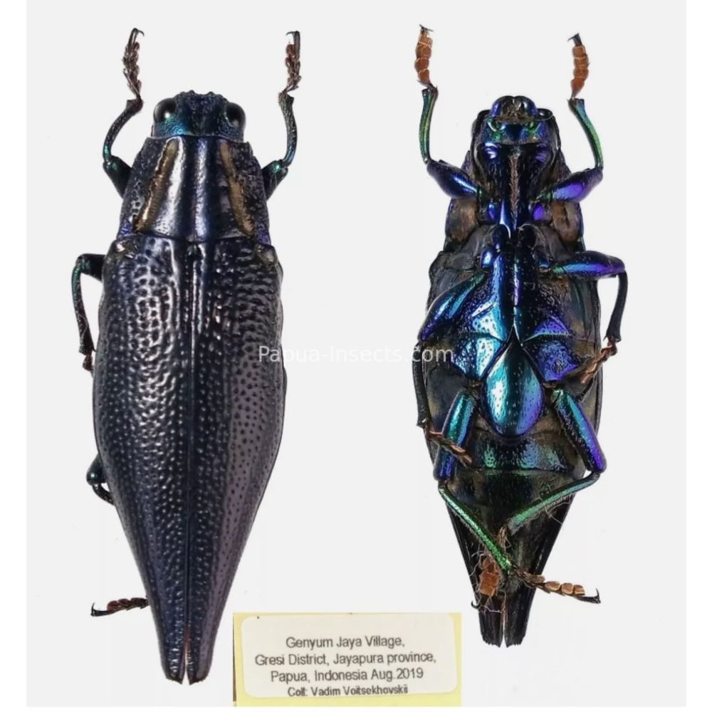 MIX sp. - Buprestidae from Papua New Guinea, West Papua, PNG