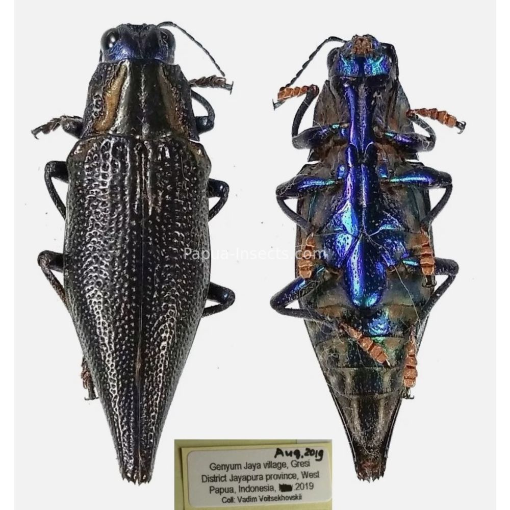 MIX sp. - Buprestidae from Papua New Guinea, West Papua, PNG