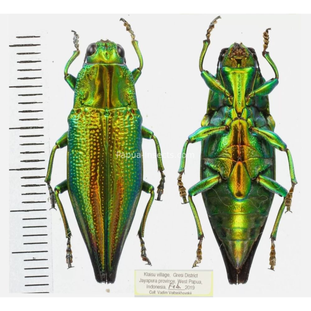 MIX sp. - Buprestidae from Papua New Guinea, West Papua, PNG