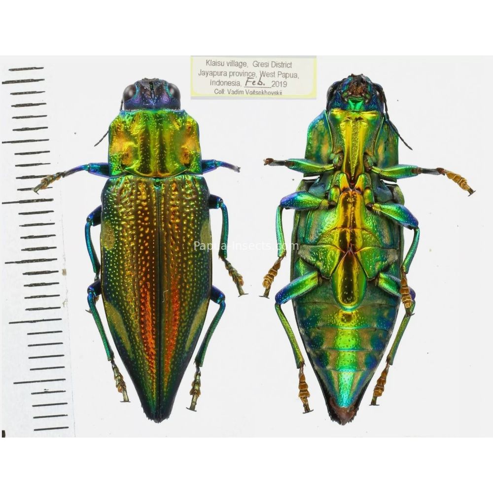 MIX sp. - Buprestidae from Papua New Guinea, West Papua, PNG